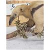 Image 3 : Southern Tamandua Ant Eater Full Body Taxidermy Mount