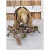 Image 4 : Southern Tamandua Ant Eater Full Body Taxidermy Mount