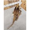 Image 8 : Southern Tamandua Ant Eater Full Body Taxidermy Mount