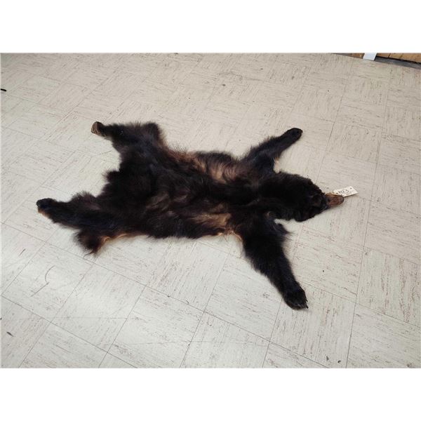 Black Bear Tanned Fur Taxidermy