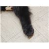 Image 3 : Black Bear Tanned Fur Taxidermy