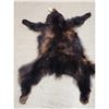 Image 4 : Black Bear Tanned Fur Taxidermy