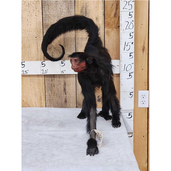 Vintage Spider Monkey Full Body Taxidermy Mount