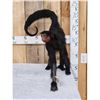 Image 1 : Vintage Spider Monkey Full Body Taxidermy Mount