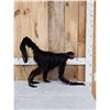 Image 3 : Vintage Spider Monkey Full Body Taxidermy Mount