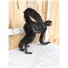 Image 4 : Vintage Spider Monkey Full Body Taxidermy Mount