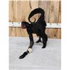Image 5 : Vintage Spider Monkey Full Body Taxidermy Mount