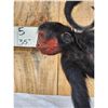 Image 6 : Vintage Spider Monkey Full Body Taxidermy Mount