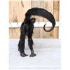Image 8 : Vintage Spider Monkey Full Body Taxidermy Mount