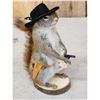 Image 2 : Sheriff Squirrel Full Body Taxidermy Mount