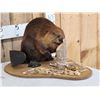 Image 2 : Beaver Chewing On A Log Taxidermy