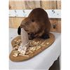 Image 3 : Beaver Chewing On A Log Taxidermy
