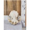 Image 1 : African Warthog Skull Taxidermy