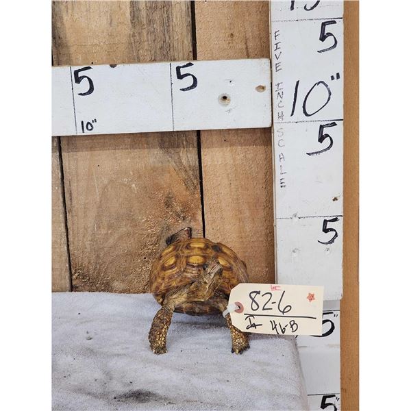 Spur Leged Tortoise Full Body Taxidermy Mount