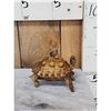 Image 2 : Spur Leged Tortoise Full Body Taxidermy Mount