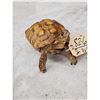 Image 3 : Spur Leged Tortoise Full Body Taxidermy Mount