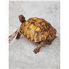 Image 4 : Spur Leged Tortoise Full Body Taxidermy Mount