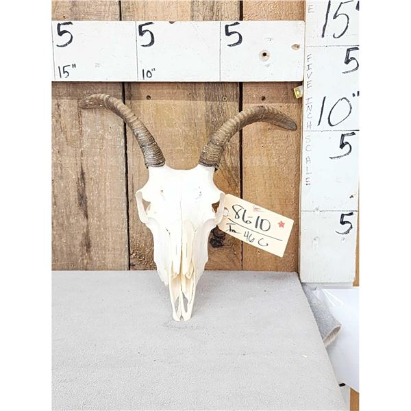 Rocky Mountain Bighorn Ewe Female Sheep Skull Taxidermy