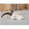Image 2 : Rocky Mountain Bighorn Ewe Female Sheep Skull Taxidermy