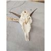 Image 4 : Rocky Mountain Bighorn Ewe Female Sheep Skull Taxidermy