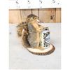 Image 2 : Naughty Squirrel Taxidermy Mount