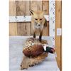 Image 2 : Red Fox With Pheasant Full Body Taxidermy Mount