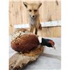 Image 4 : Red Fox With Pheasant Full Body Taxidermy Mount