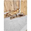 Image 5 : Red Fox With Pheasant Full Body Taxidermy Mount