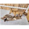 Image 6 : Red Fox With Pheasant Full Body Taxidermy Mount