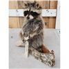 Image 2 : Raccoon In A Birch Bark Canoe Taxidermy