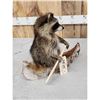 Image 3 : Raccoon In A Birch Bark Canoe Taxidermy