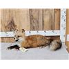 Image 1 : Red Fox Full Body Taxidermy Mount