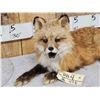 Image 2 : Red Fox Full Body Taxidermy Mount