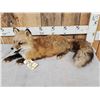 Image 3 : Red Fox Full Body Taxidermy Mount