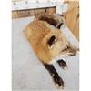 Image 5 : Red Fox Full Body Taxidermy Mount