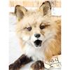 Image 6 : Red Fox Full Body Taxidermy Mount