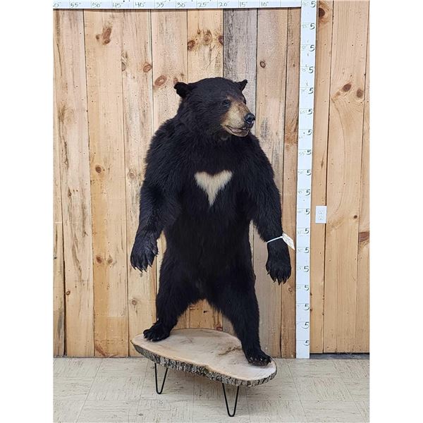 Black Bear Full Body Taxidermy Mount