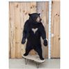 Image 1 : Black Bear Full Body Taxidermy Mount