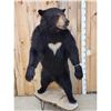 Image 2 : Black Bear Full Body Taxidermy Mount