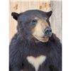 Image 3 : Black Bear Full Body Taxidermy Mount