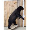Image 5 : Black Bear Full Body Taxidermy Mount