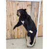 Image 6 : Black Bear Full Body Taxidermy Mount