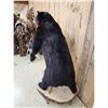 Image 8 : Black Bear Full Body Taxidermy Mount