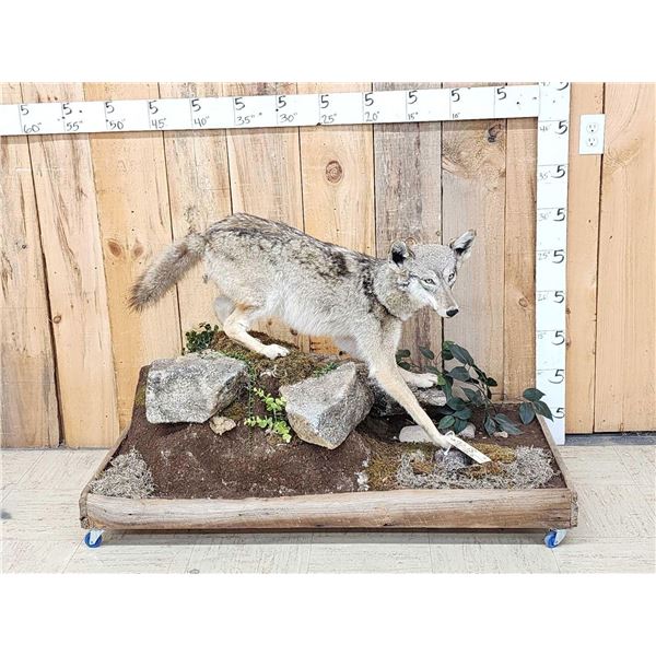 Coyote Full Body Taxidermy Mount