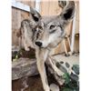 Image 4 : Coyote Full Body Taxidermy Mount