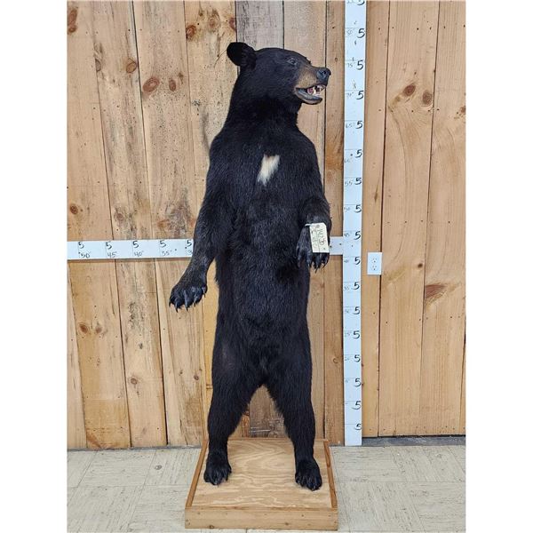 Black Bear Full Body Taxidermy Mount