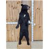 Image 1 : Black Bear Full Body Taxidermy Mount