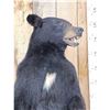 Image 2 : Black Bear Full Body Taxidermy Mount
