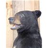 Image 4 : Black Bear Full Body Taxidermy Mount