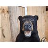 Image 5 : Black Bear Full Body Taxidermy Mount
